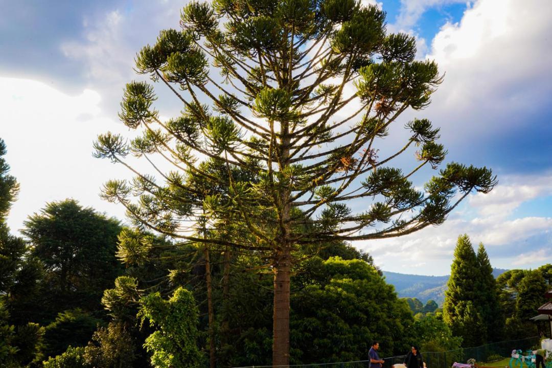 Hotel Pousada Hortela Campos do Jordão Exteriér fotografie